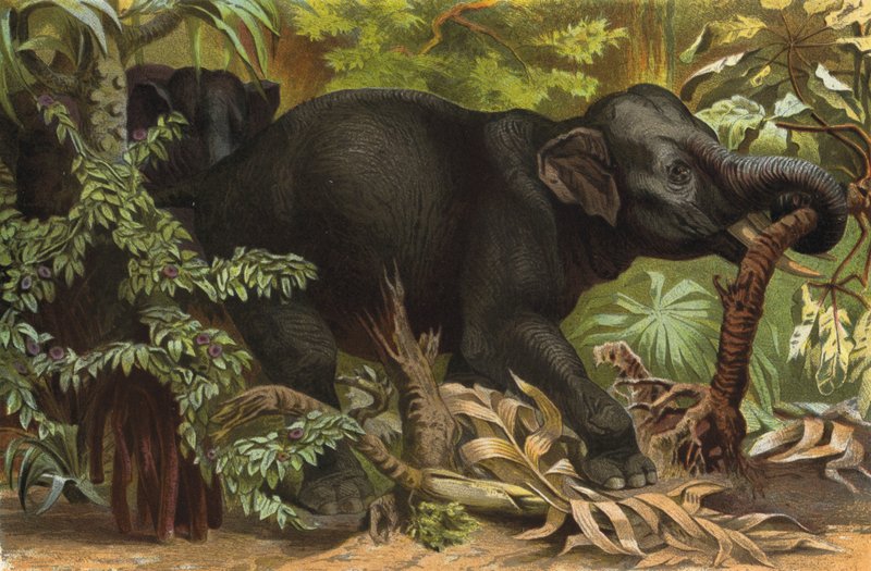 Indisk elefant av European School