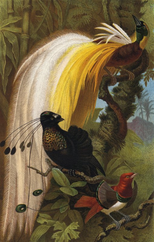 Paradiesvogel av European School