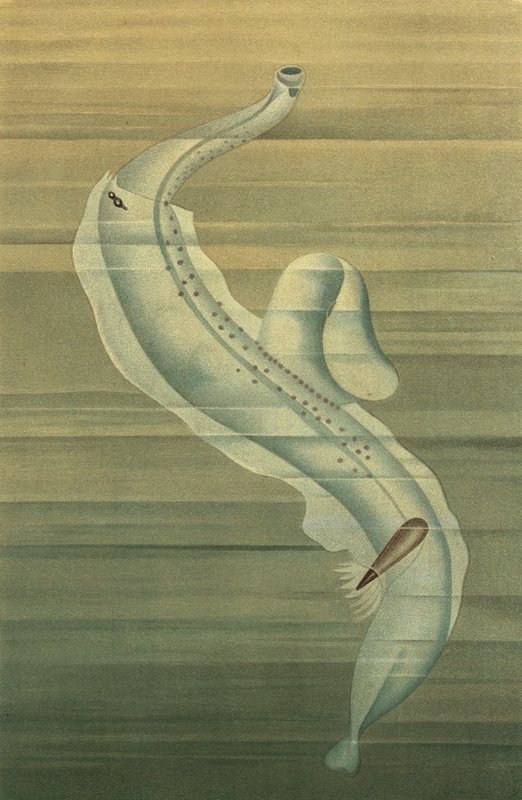 Pterotrachea av European School