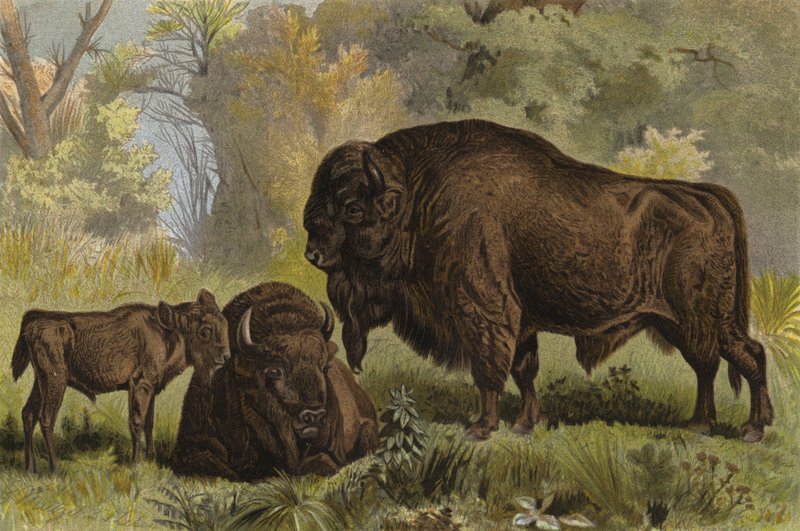 Wisent av European School