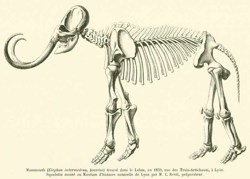 Mammoth (Elephas intermedius, Jourdan) funnet i Lehm, i 1859, rue des Trois-Artichauts, i Lyon av French School