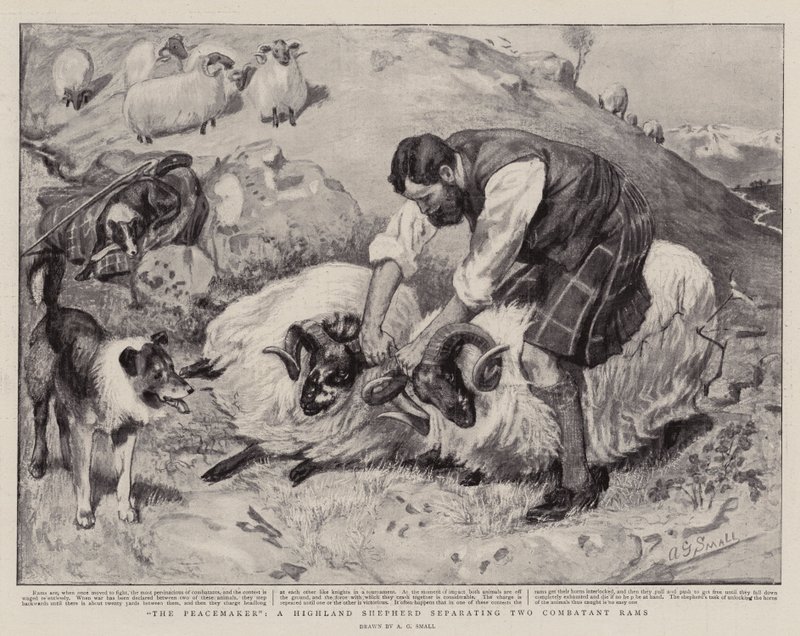 The Peacemaker, en Highland Shepherd som skiller to Combatant Rams av A. G. Small