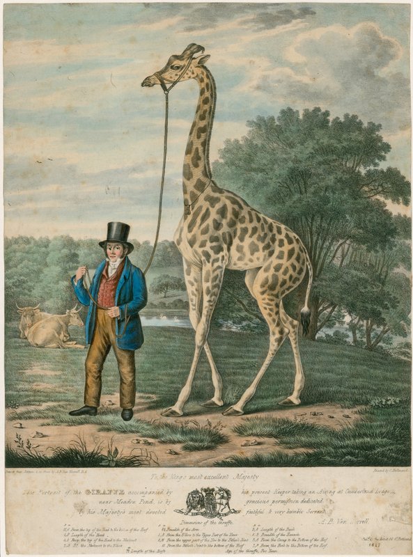 Portrett av giraffen, 1827 av Abraham Bruiningh van Worrell