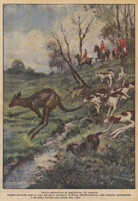 Australsk jakt i England av Achille Beltrame