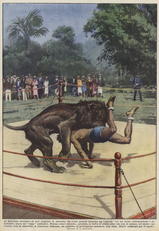 Var en løvekamp i Los Angeles Zoo i Amerika en stor suksess? av Achille Beltrame