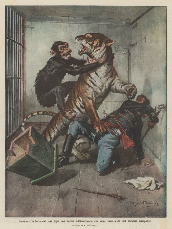 Tamer sliter med en utemmet tiger som blir reddet av en sjimpanseape av Achille Beltrame