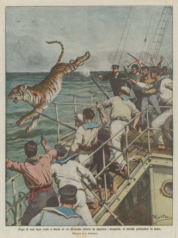 Rømning av en kongelig tiger ombord på et dampskip på vei til Amerika, forfulgt, begår selvmord ved å hoppe i havet av Achille Beltrame