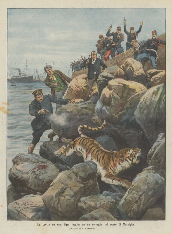 Jakten på en tiger som rømte fra et menasjeri i havnen i Marseille av Achille Beltrame