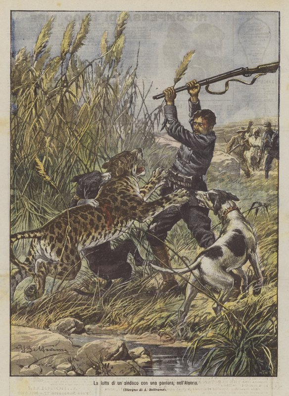 Kampen til en ordfører med en panter i Algerie av Achille Beltrame