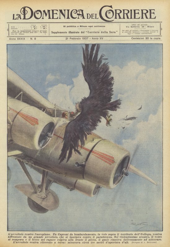 Gribben mot flyet av Achille Beltrame
