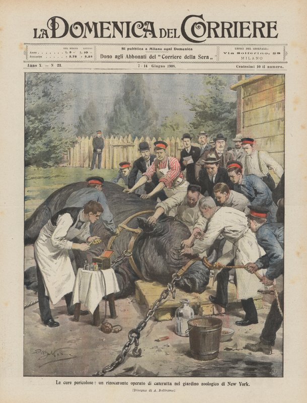 The Dangerous Cures, et neshorn operert for grå stær i New York Zoo av Achille Beltrame