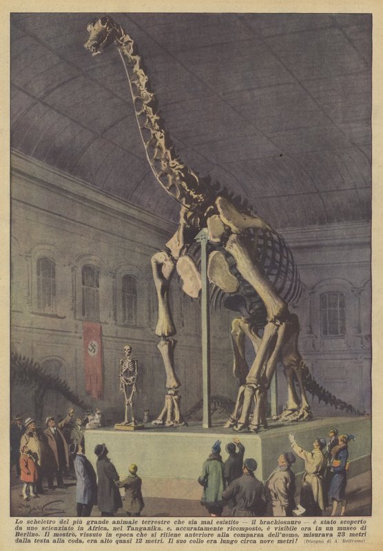 Skjelettet til det største landdyret som noen gang har levd, brachiosaurusen? av Achille Beltrame