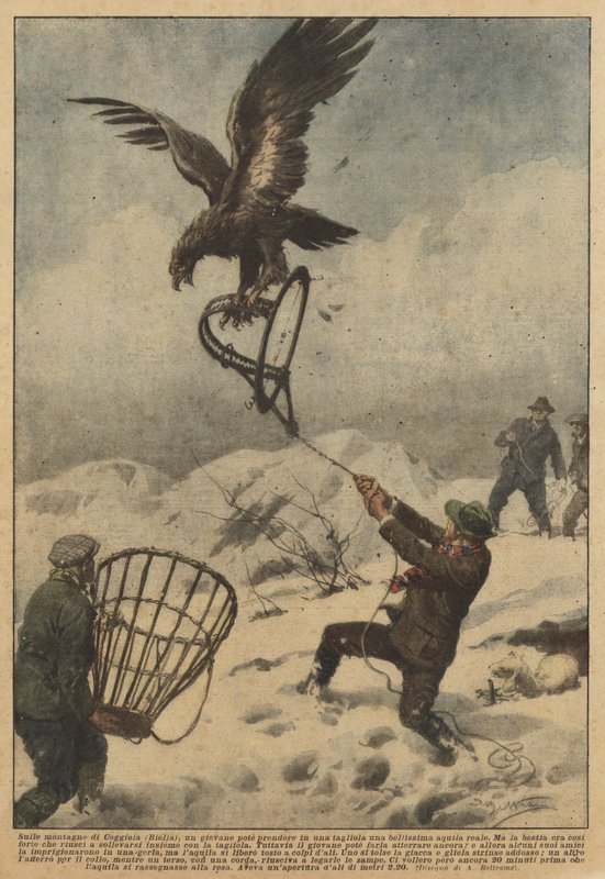 I fjellene i Coggiola (Biella) var en ung mann i stand til å ta en vakker kongeørn i en felle av Achille Beltrame