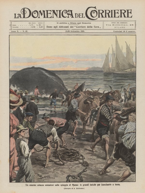 En stor hval strandet på stranden i Massa, den store innsatsen for å dra den i land av Achille Beltrame