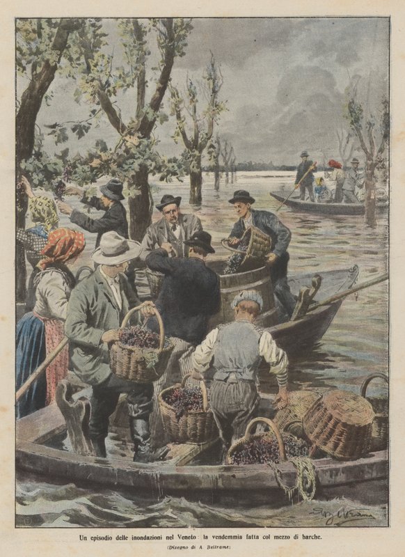 En episode av flommene i Veneto, innhøstingen gjort med båt av Achille Beltrame