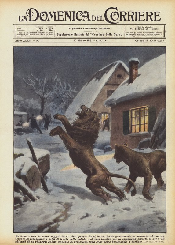 En løve og en løvinne, som rømte fra et sirkus nær Gent, skadet temmeren alvorlig? av Achille Beltrame