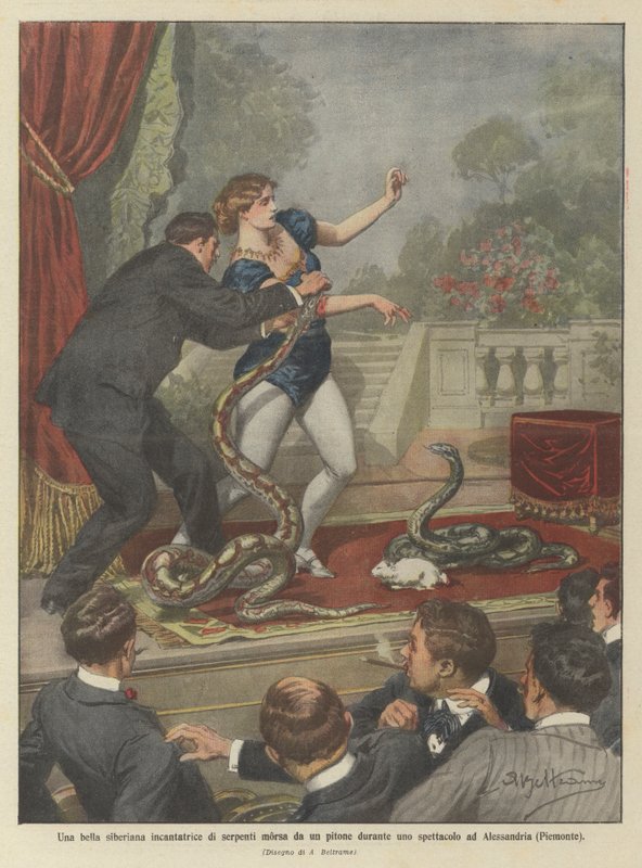 En vakker sibirsk slangetjarmer bitt av en pytonslang under et show i Alessandria (Piemonte) av Achille Beltrame