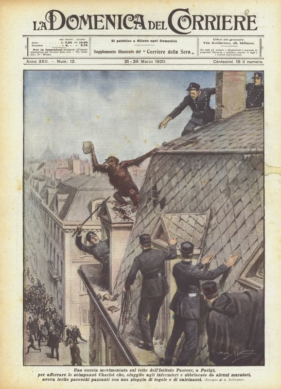 En begivenhetsrik jakt på taket til Pasteur-instituttet i Paris for å gripe sjimpansen? av Achille Beltrame