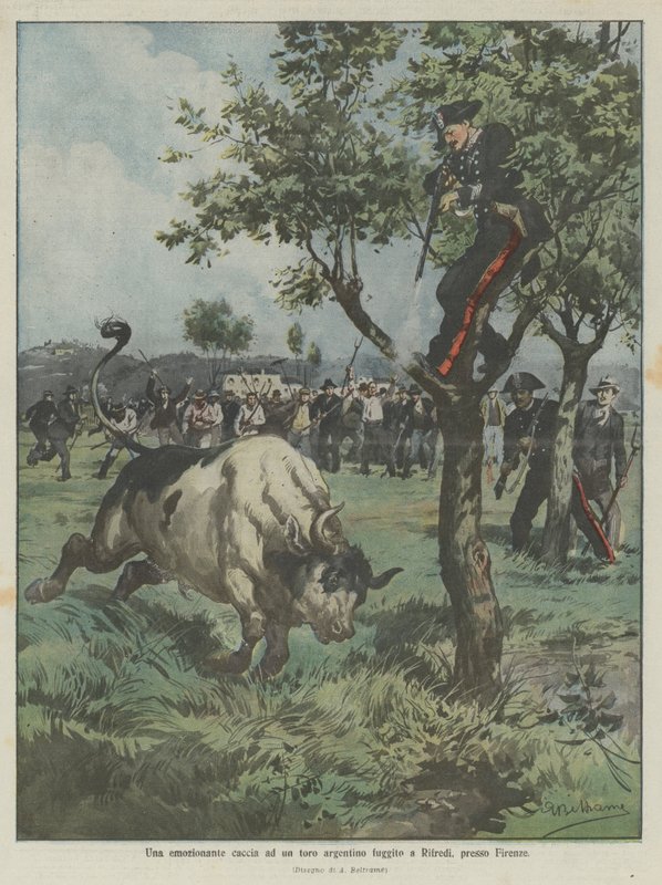 En spennende jakt på en argentinsk okse som flyktet til Rifredi, nær Firenze av Achille Beltrame
