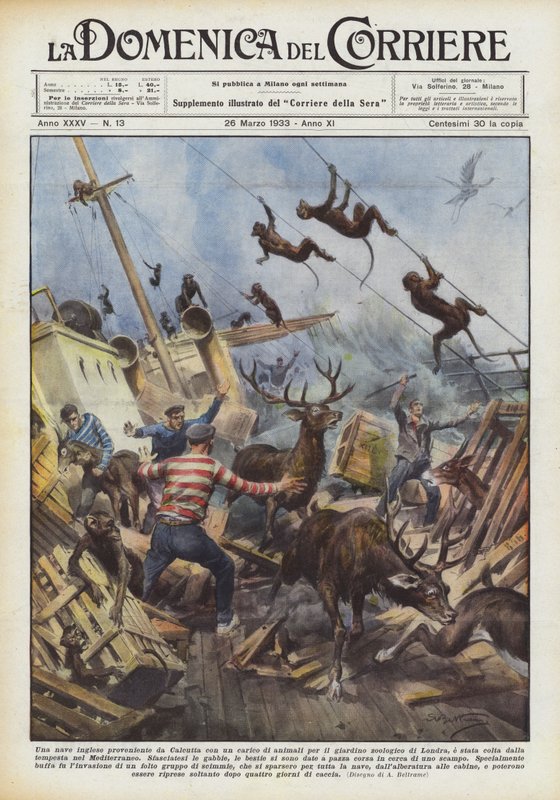 Et engelsk skip fra Calcutta med et lass dyr til dyrehagen? av Achille Beltrame