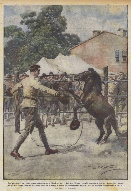 En boksekamp uten sidestykke, Washingtons mester i battling Tony-hestevekt? av Achille Beltrame