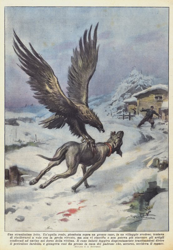 En veldig merkelig kamp av Achille Beltrame
