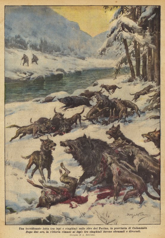 En skremmende kamp mellom ulv og villsvin på bredden av Tacina, i provinsen Catanzaro av Achille Beltrame