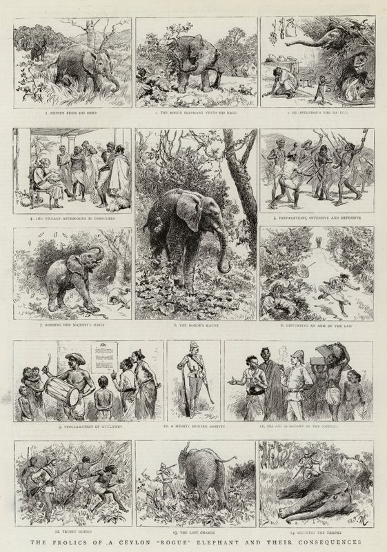 The Frolics of a Ceylon Rogue Elephant og deres konsekvenser av Adrien Emmanuel Marie