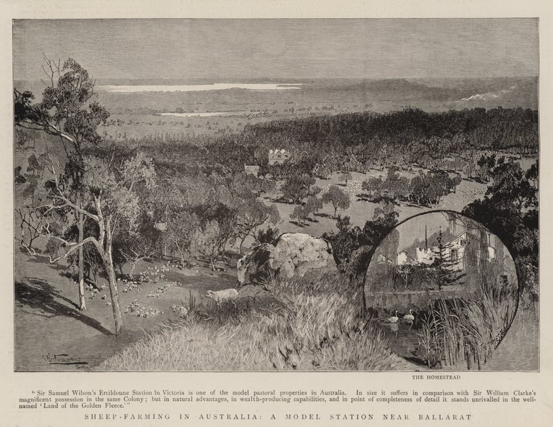 Saueoppdrett i Australia, en modellstasjon nær Ballarat av Albert Henry Fullwood