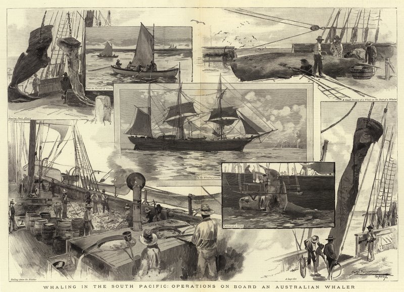 Hvalfangst i Sør-Stillehavet, operasjoner om bord på en australsk hvalfanger av Albert Henry Fullwood