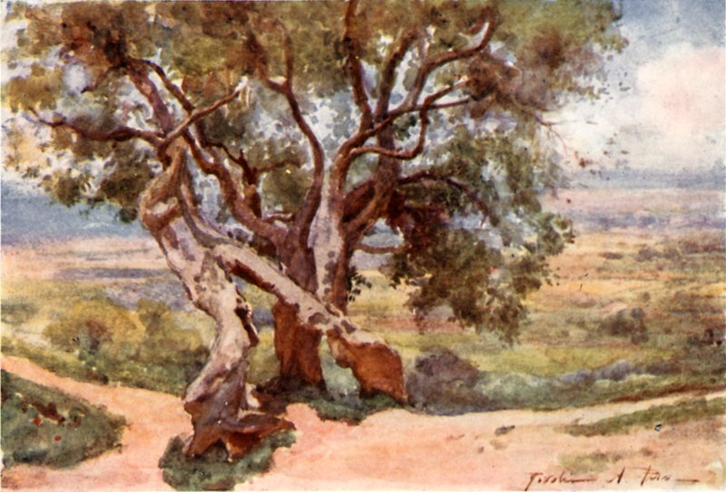 Campagna Romana, fra Tivoli av Alberto Pisa