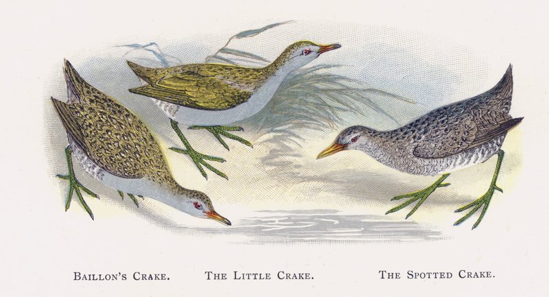 Baillons Crake, The Little Crake, The Spotted Crake av Alexander Francis Lydon