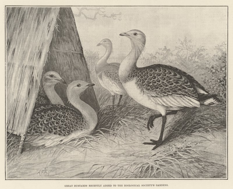 Great Bustards nylig lagt til Zoological Society