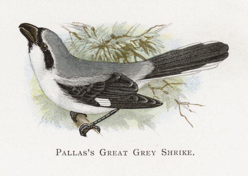 Pallass Great Grey Shrike av Alexander Francis Lydon