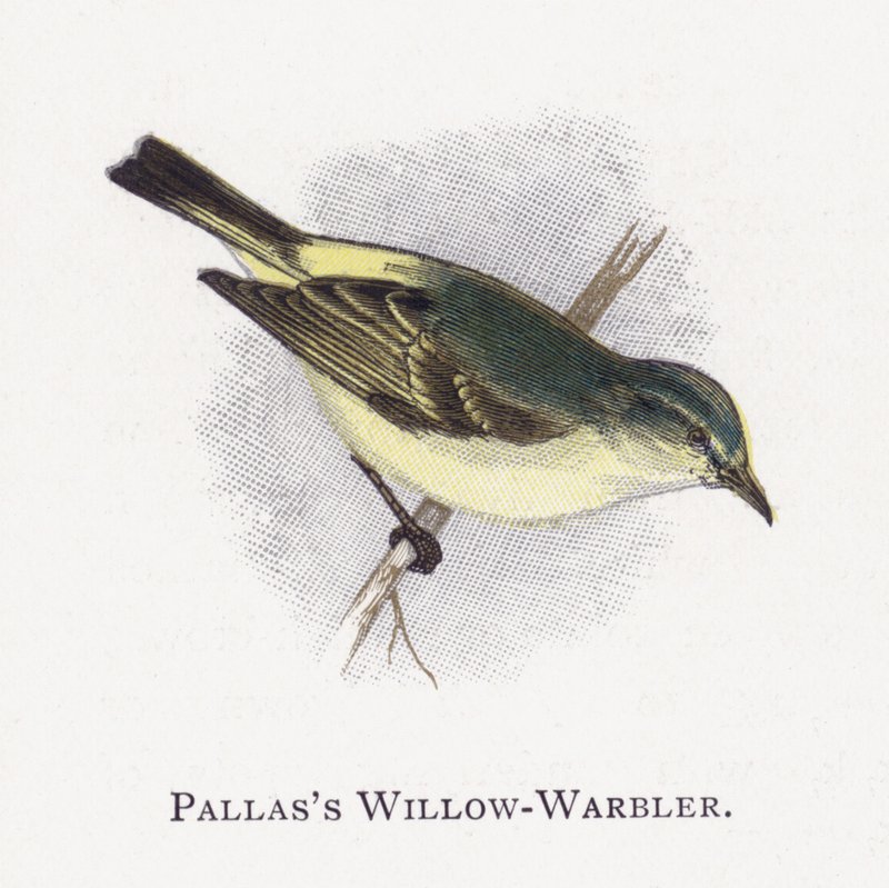 Pallass Willow-Warbler av Alexander Francis Lydon