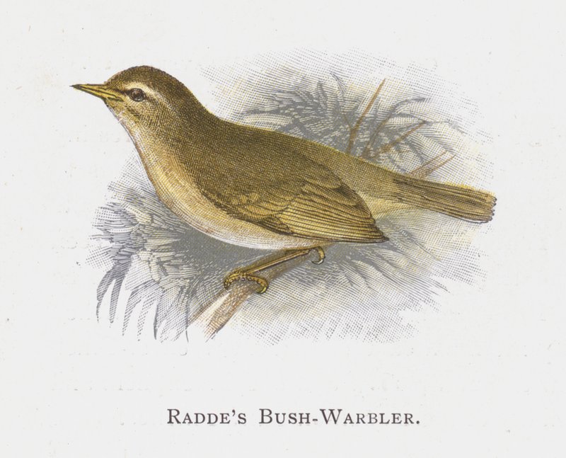 Raddes Bush-Warbler av Alexander Francis Lydon