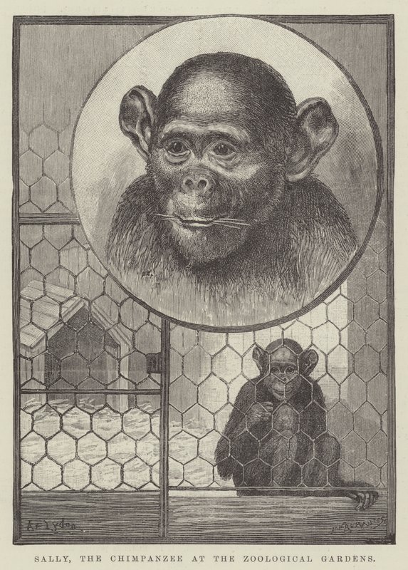 Sally, sjimpansen ved Zoological Gardens av Alexander Francis Lydon