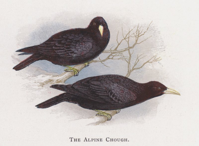 The Alpine Chough av Alexander Francis Lydon