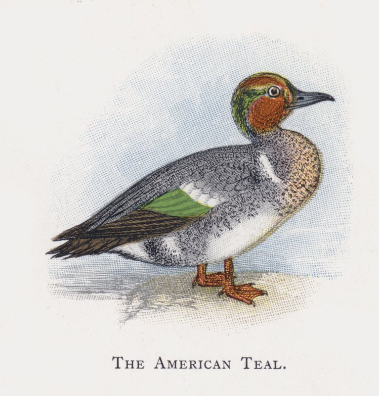 The American Teal av Alexander Francis Lydon