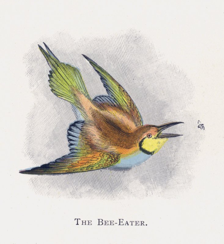 Bi-eteren av Alexander Francis Lydon