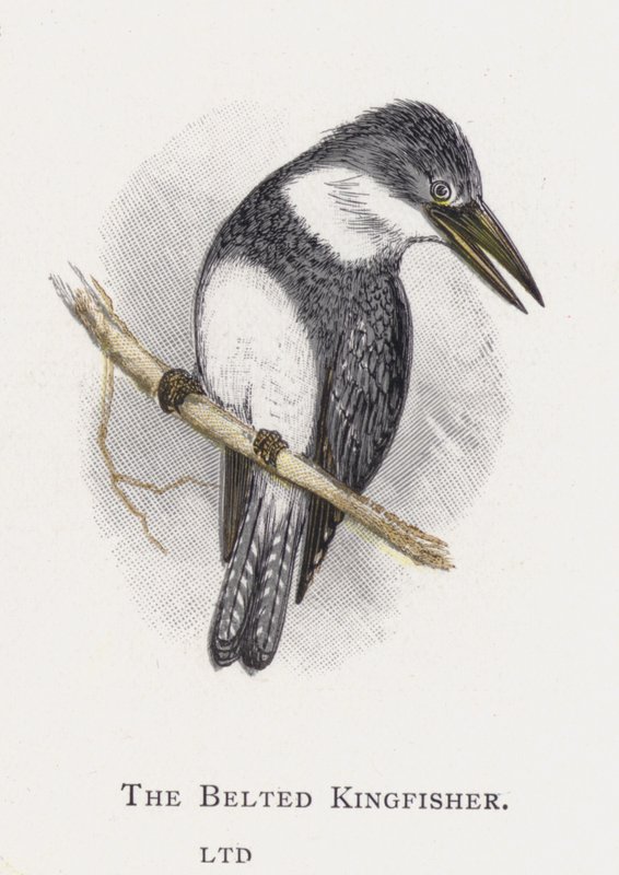 The Belted Kingfisher av Alexander Francis Lydon