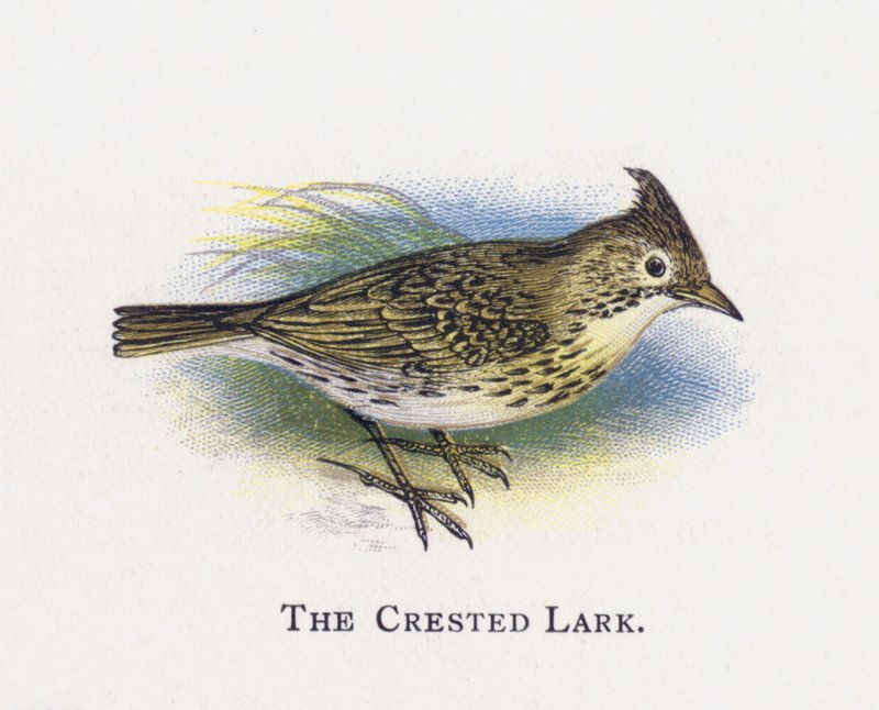 The Crested Lark av Alexander Francis Lydon