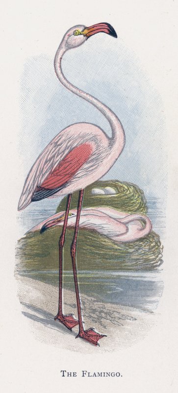 Flamingoen av Alexander Francis Lydon