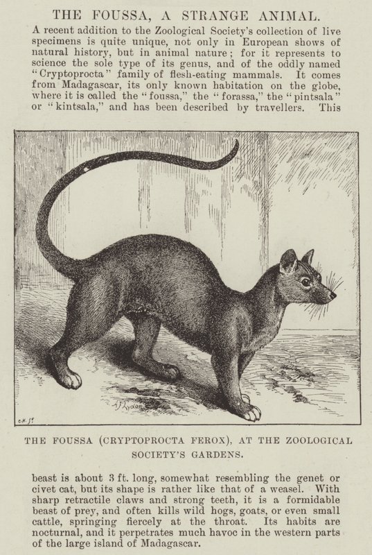 Foussa (Cryptoprocta Ferox), ved Zoological Society's Gardens av Alexander Francis Lydon