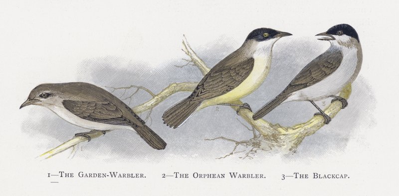 Hagesangeren, Orphean Warbler, The Blackcap av Alexander Francis Lydon