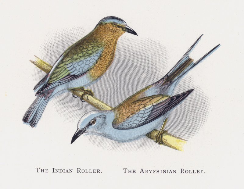 The Indian Roller, The Abyssinian Roller av Alexander Francis Lydon