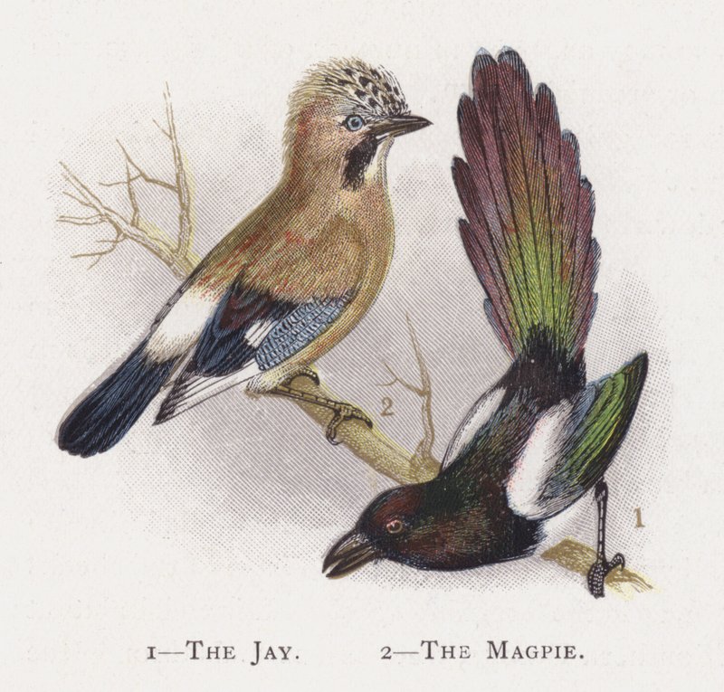 Jay, The Magpie av Alexander Francis Lydon