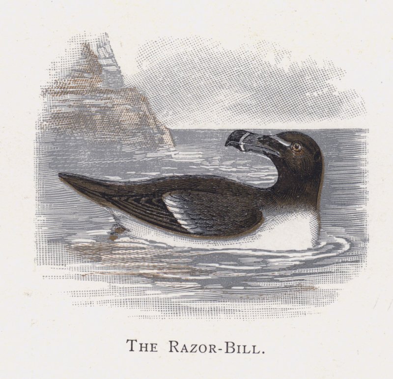 The Razor-Bill av Alexander Francis Lydon