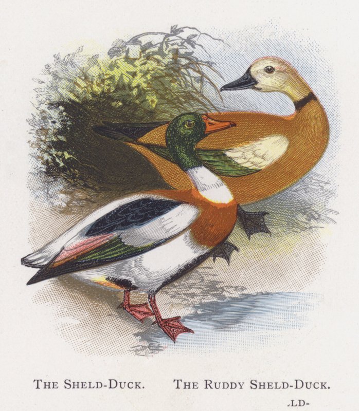 The Sheld-Duck, The Ruddy Sheld-Duck av Alexander Francis Lydon