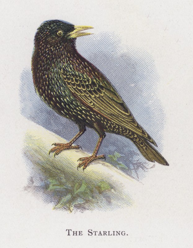 Stæren av Alexander Francis Lydon